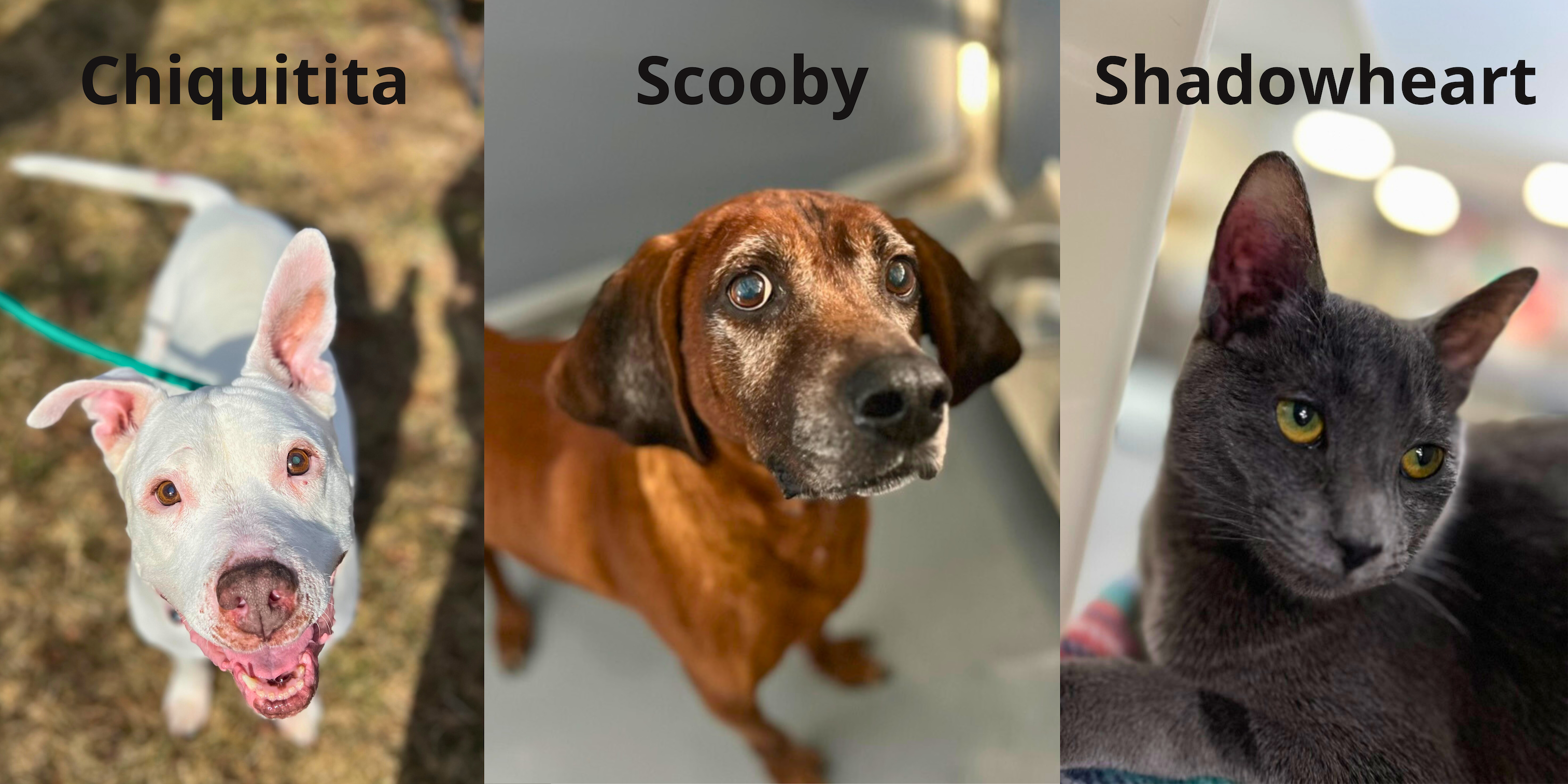 Our 3 Longest Residents Find a Home